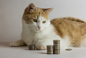 cat-staring-at-coins-investing-money-stock-market-getty_large